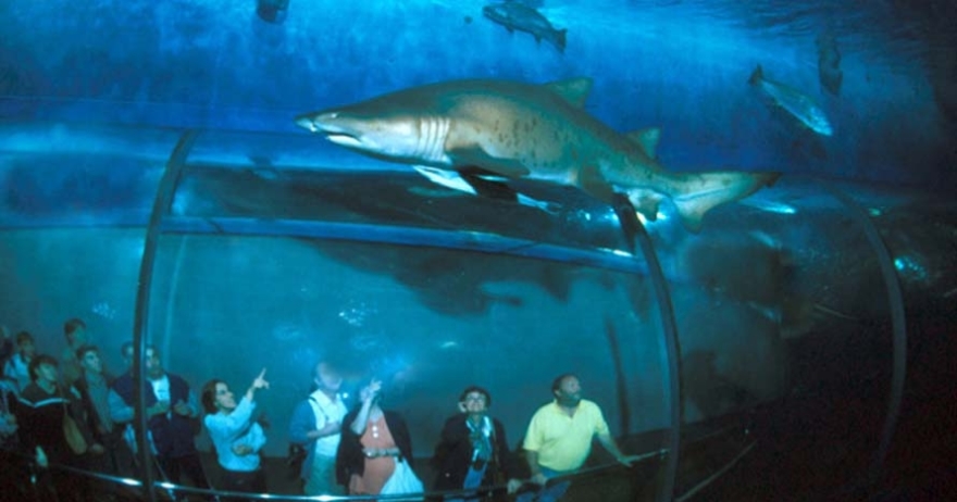 Resultado de imagen de Aquarium de Barcelona