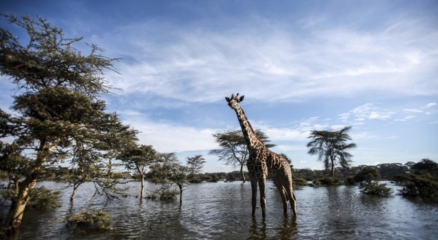 viaje safari kenia