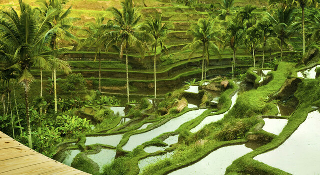 Santuarios, arrozales y playas de Bali  4