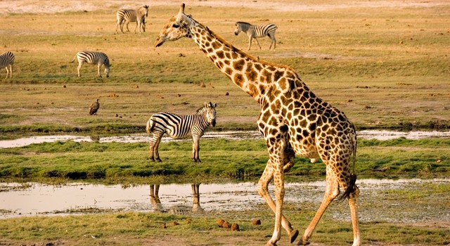 Leyendas de Sud�frica, Cataratas Victoria y Chobe 3