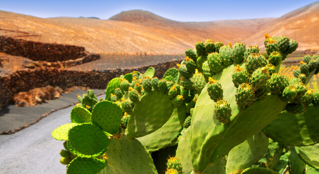 Lanzarote a tu aire  3
