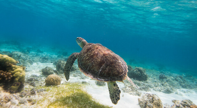 13 D�as en: Manila ? El Nido - Coron - Bohol ? Siquijor 2