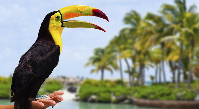 Riviera Maya, sum�rgete en el Caribe mexicano 4