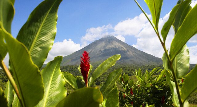 337544 Bosques M�sticos de Costa Rica 4