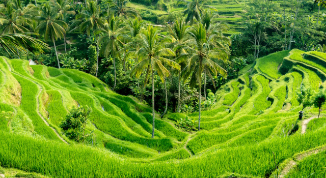 Bali Encantador, tour privado-342839 1