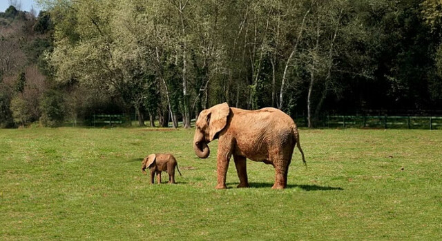 Conectate con la Naturaleza: Escapada a Cabarceno 2