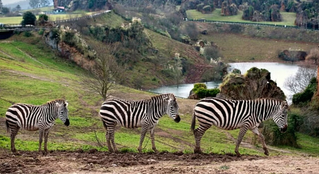 Conectate con la Naturaleza: Escapada a Cabarceno 3