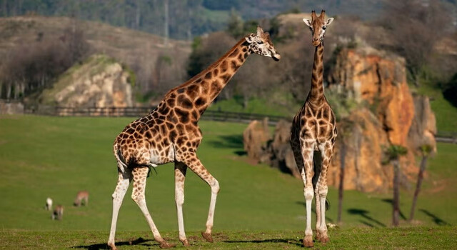 Conectate con la Naturaleza: Escapada a Cabarceno 4