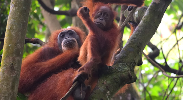 Java, Sumatra y playas de Bali 5