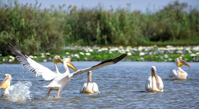 Senegal al completo 5