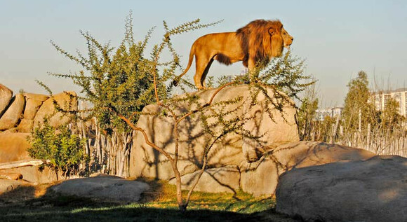 Escapada familiar en Valencia: Hotel Beleret y Bioparc