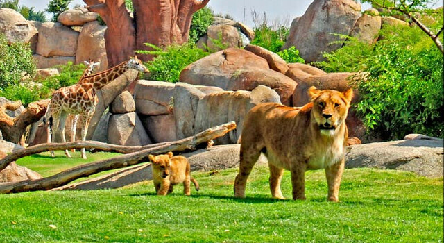 Escapada Inolvidable al Bioparc Valencia 3