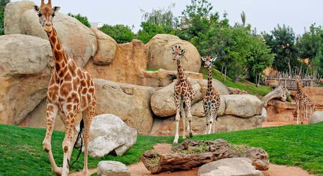 Escapada Inolvidable al Bioparc Valencia 4