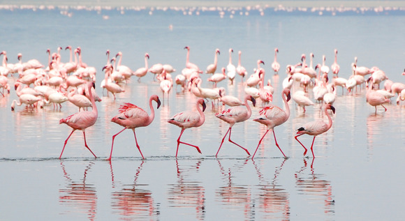 Esencias de kenia