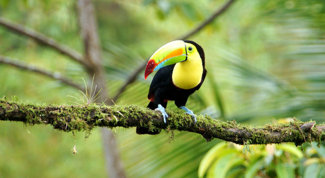 Contrastes de Costa Rica 4