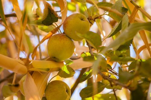 Bed & Breakfast Villa Pomme D'or
