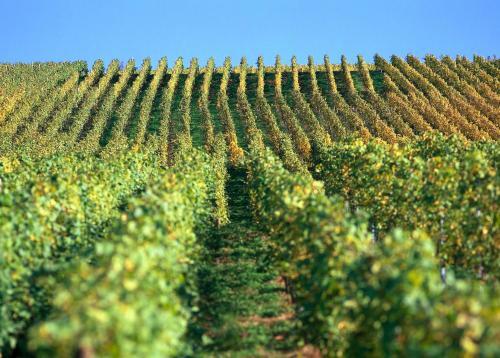 Best Western Wein- Und Parkhotel