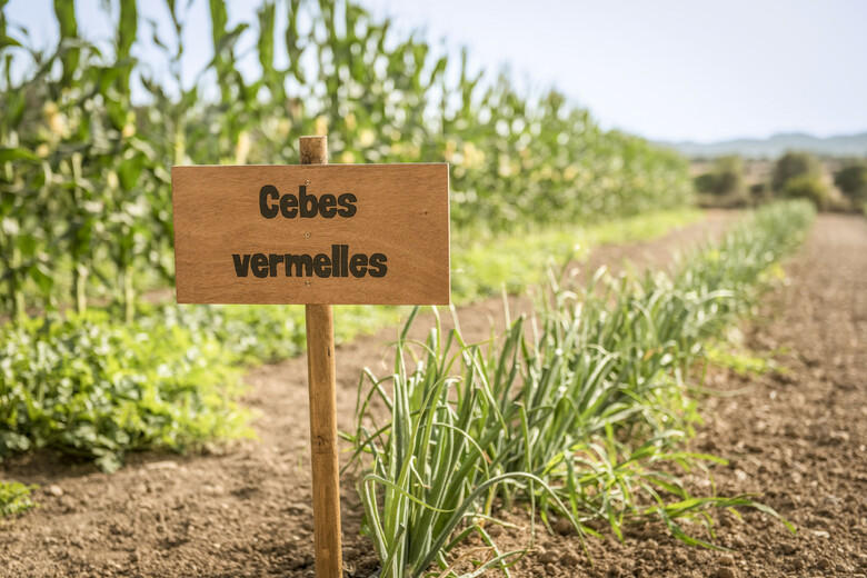 Agroturismo Finca Son Roig