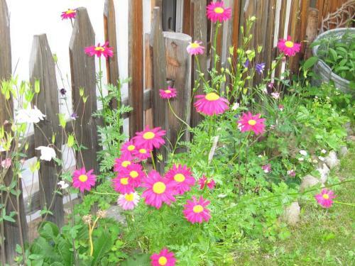 Apartamento Chalet Orchidea