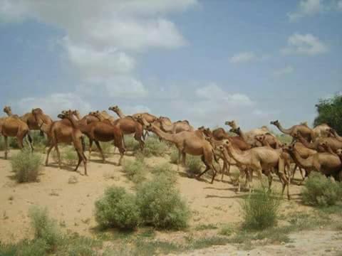 Hostal Javand Royal Desert Safari