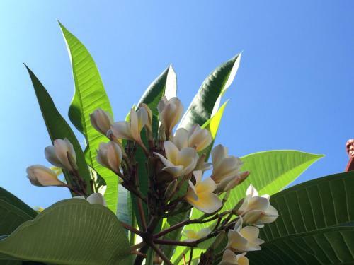 Pandan Wangi