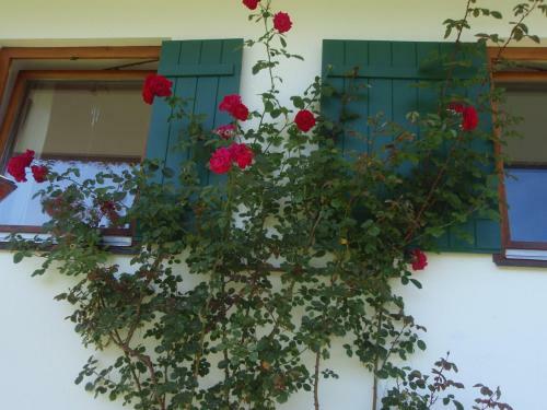 Apartamento Ferienwohnungen Haus Schwaiger
