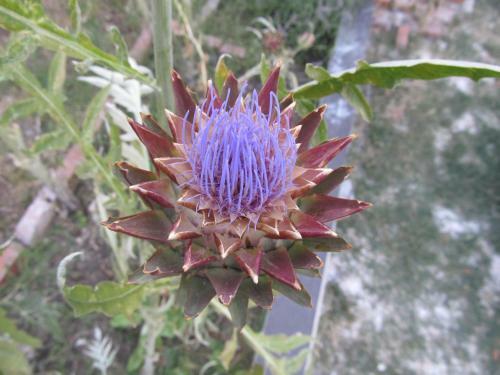 Hostal Guesthouse Trogir Proto