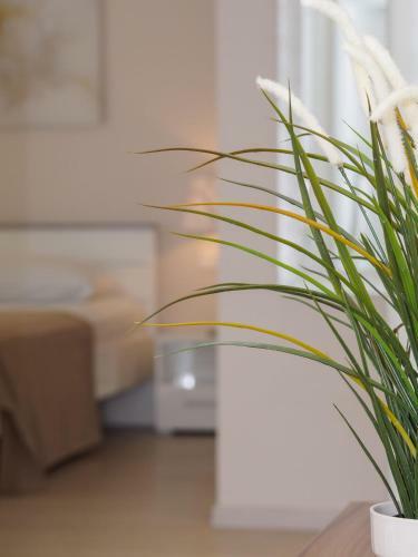 Apartamentos Villa Petra