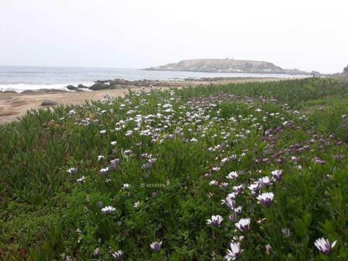 Apartamento Maitencillo , Playa , Primera Linea