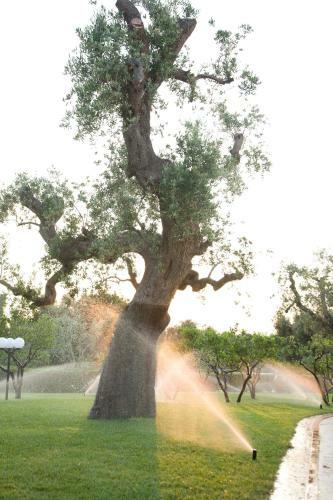 Masseria Asciano
