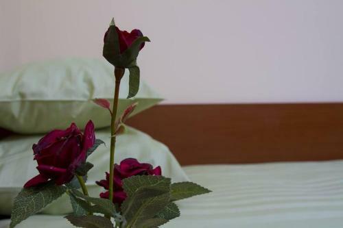 Hostal Guest House Snek