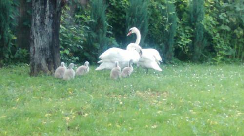 Agroturismo Farm Stay Lackovic