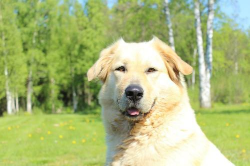 Hostal J�rve��re Holiday House