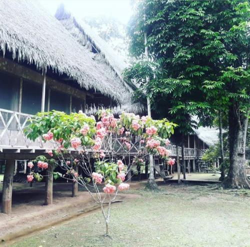 Hostal Lodge Jungle Wolf Expeditions
