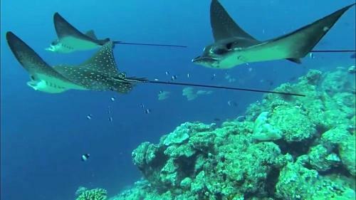 Hostal Sundive Lodge Maldives