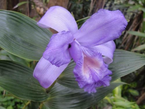 Bed & Breakfast Hotel Las Orquideas