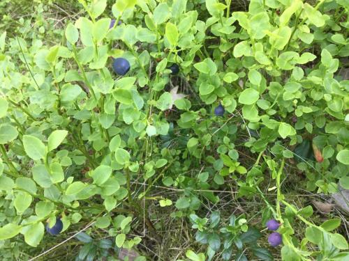Lillstuga Str�mma