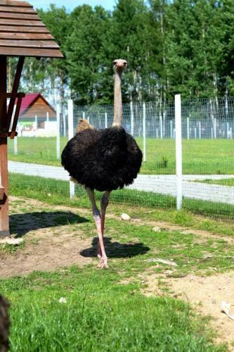 Agroturismo Usadba Stankovo