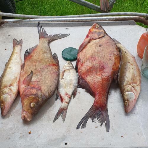 Usadba Krolchya Nora