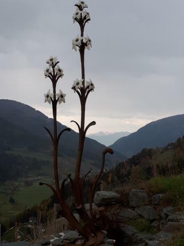 Agroturismo Simonbauerhof