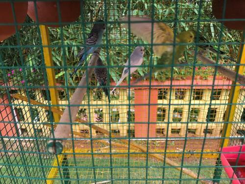 Hotel Wayanad Hilltop Holiday Home