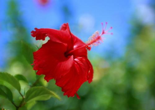 Hotel Petit Resort Native Sea Amami