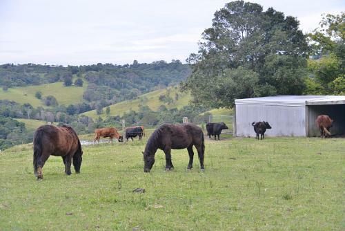 Lodge Cooroy Country Cottages