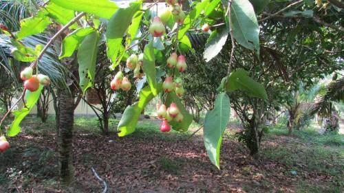 Lodge Orchard Fruit Farm Bungalow