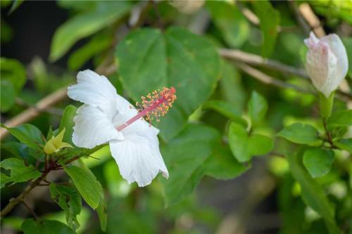 Apartamento East Gulf Condo #442