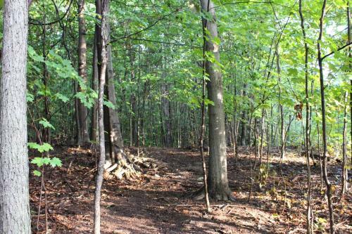 Lodge Vineyard Woods