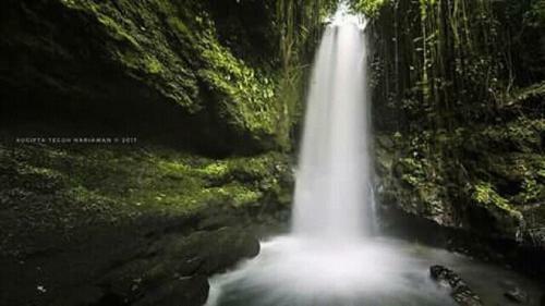 Tereng Wilis Jungle Inn