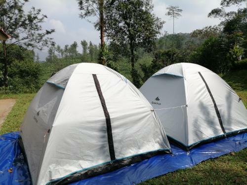 Green Garden Tents