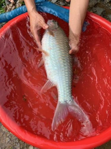 Mai Chau Family Homestay