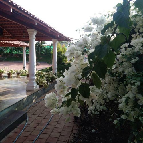 Bougainvillea Homestay